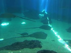 Indecent girlfriend Elsa Jean is giving her guy a great footjob while waiting his warm cum